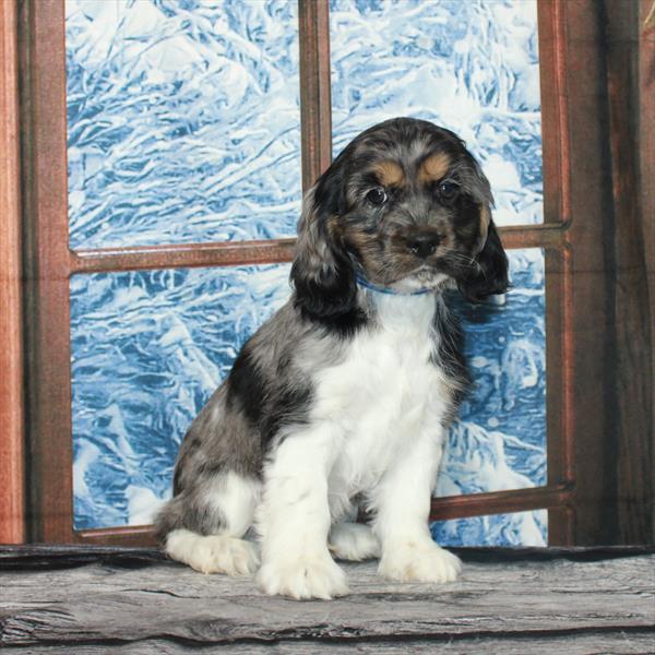 Cocker Spaniel-DOG-Male-Blue Merle / Tan-6947-Petland Fort Walton Beach, FL