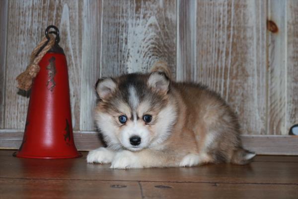 Pomsky-DOG-Female-Agouti / White-6961-Petland Fort Walton Beach, FL