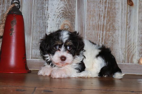 Havanese-DOG-Female-Chocolate / White-6962-Petland Fort Walton Beach, FL