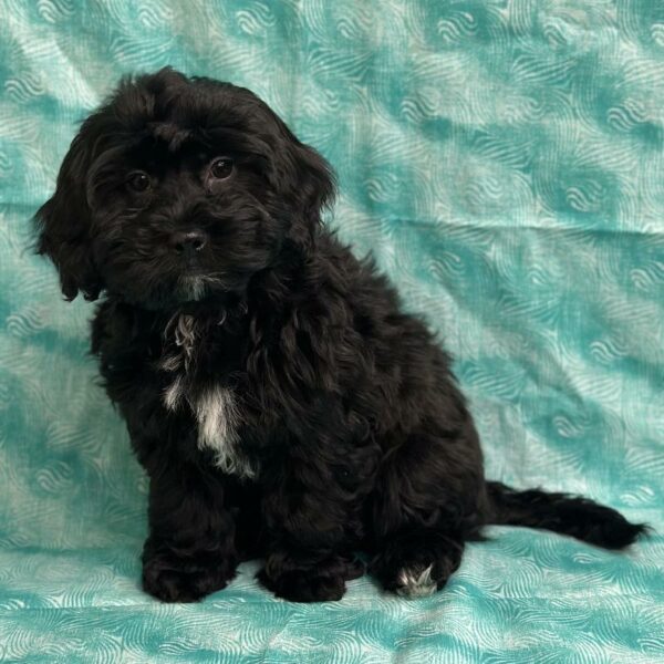 Cavapoo-DOG-Male-Black / White-6941-Petland Fort Walton Beach, FL