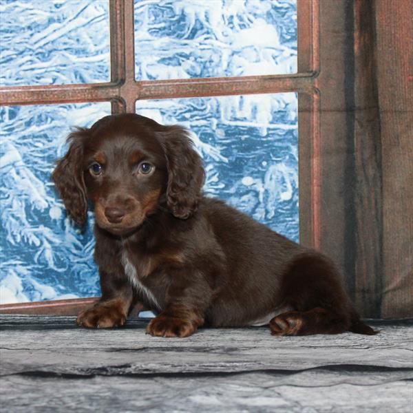 Dachshund DOG Male Chocolate / Tan 6980 Petland Fort Walton Beach, FL