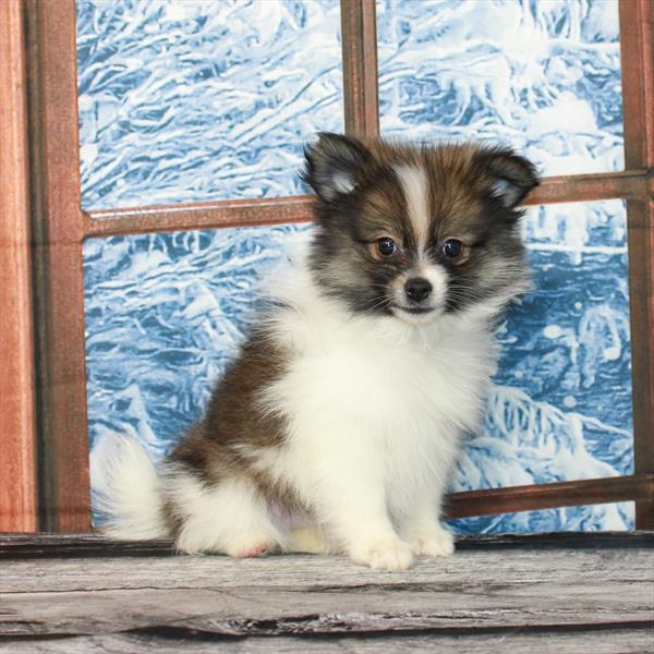 Pomeranian-DOG-Female-White / Red Sable-6982-Petland Fort Walton Beach, FL