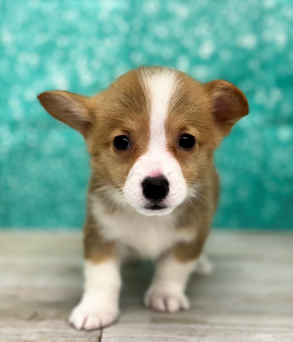 Pembroke Welsh Corgi-DOG-Male-Sable / White-7007-Petland Fort Walton Beach, FL