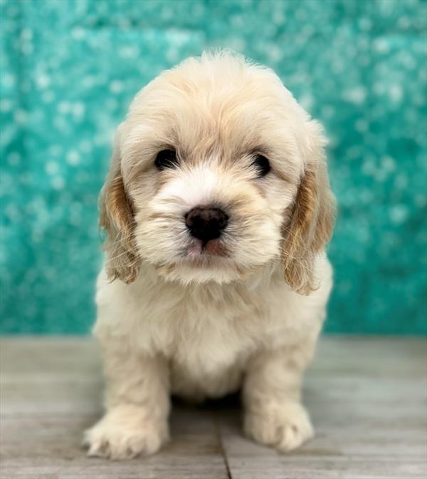 Cockapoo-DOG-Male-Buff-7009-Petland Fort Walton Beach, FL