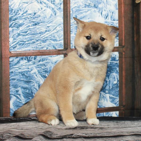 Shiba Inu-DOG-Female-Red Sesame-7020-Petland Fort Walton Beach, FL