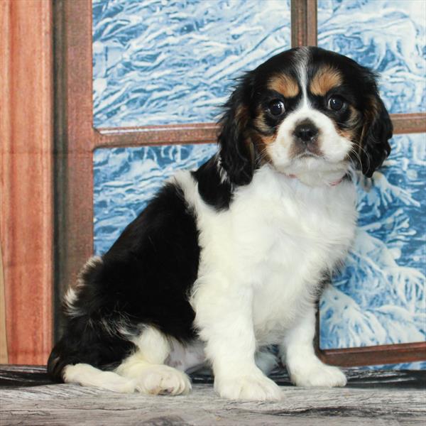 Cavalier King Charles Spaniel-DOG-Female-Black White / Tan-7021-Petland Fort Walton Beach, FL