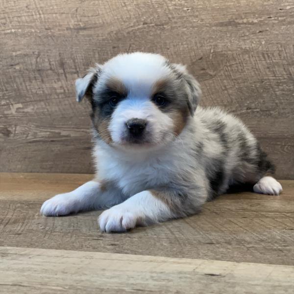 Australian Shepherd-DOG-Male-Blue Merle-7054-Petland Fort Walton Beach, FL