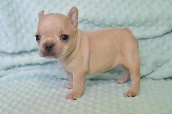 French Bulldog-DOG-Female-Cream-7057-Petland Fort Walton Beach, FL