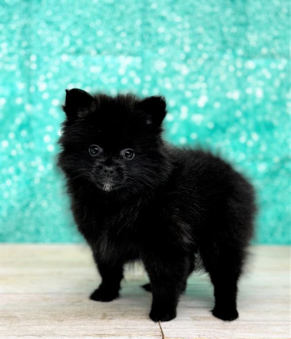 Pomeranian-DOG-Male-Black-7064-Petland Fort Walton Beach, FL