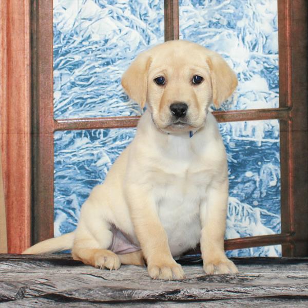 Labrador Retriever-DOG-Female-Yellow-7070-Petland Fort Walton Beach, FL