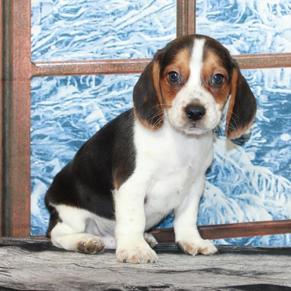 Beagle-DOG-Male-White Black / Tan-7071-Petland Fort Walton Beach, FL