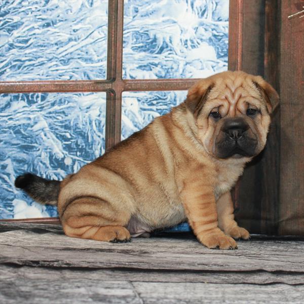 Ori Pei-DOG-Male-Fawn Sable-7072-Petland Fort Walton Beach, FL