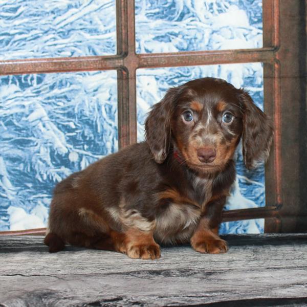 Dachshund DOG Male Chocolate / Tan Dapple 7073 Petland Fort Walton Beach, FL