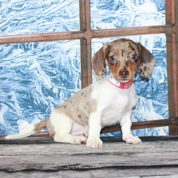 Dachshund-DOG-Female-Chocolate / Tan Dapple Piebald-7074-Petland Fort Walton Beach, FL