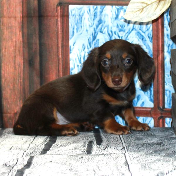 Dachshund DOG Female Chocolate / Tan 7075 Petland Fort Walton Beach, FL