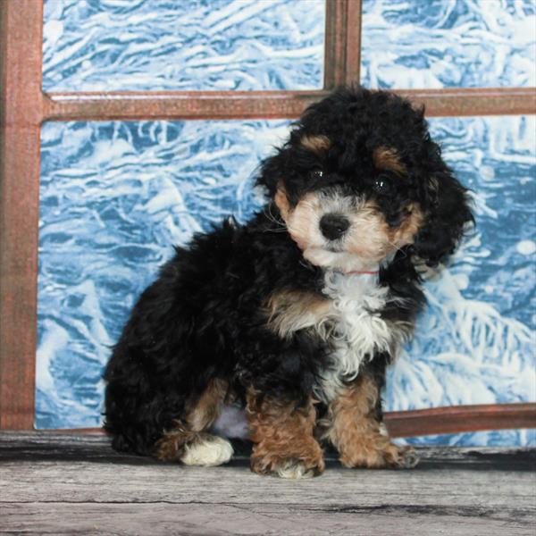 Poodle DOG Male Black / Tan 7076 Petland Fort Walton Beach, FL