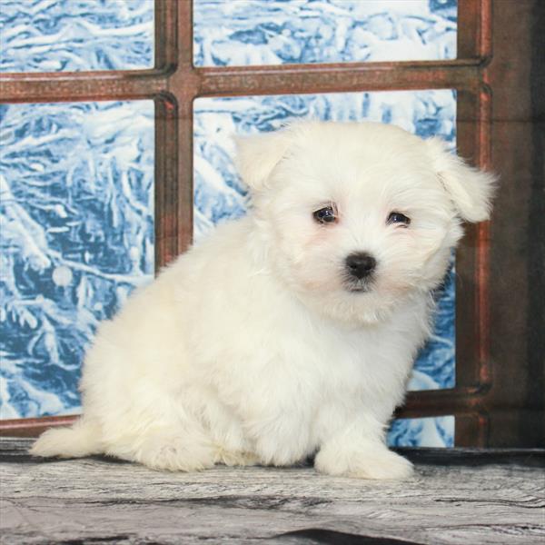 Maltese-DOG-Female-White-7078-Petland Fort Walton Beach, FL