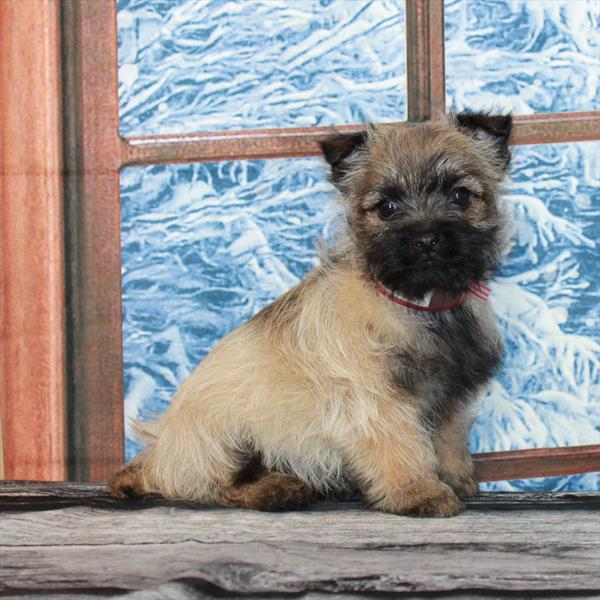 Cairn Terrier-DOG-Female-Wheaten-7079-Petland Fort Walton Beach, FL