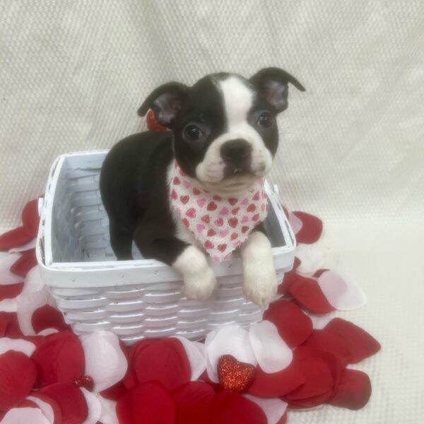 Boston Terrier-DOG-Female-Black / White-7052-Petland Fort Walton Beach, FL