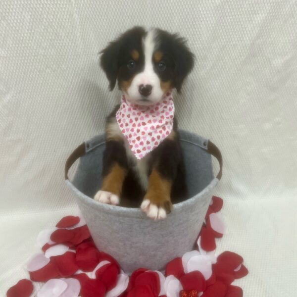 Bernese Mountain Dog-DOG-Female-Tri-Colored-7062-Petland Fort Walton Beach, FL