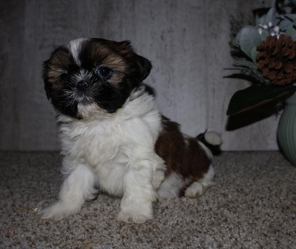 Shih Tzu-DOG-Female-Chocolate / White-7096-Petland Fort Walton Beach, FL