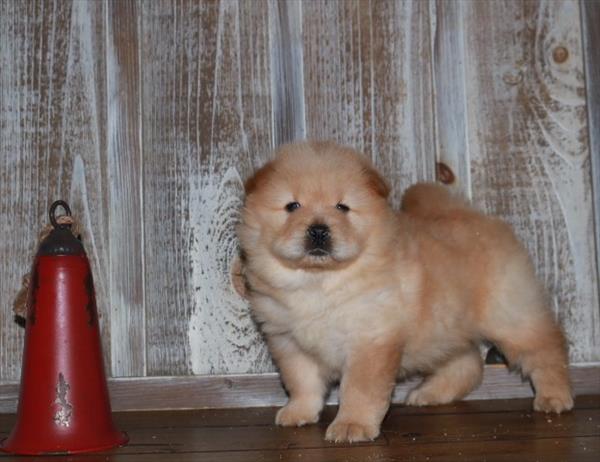 Chow Chow-DOG-Male-Cinnamon-7100-Petland Fort Walton Beach, FL