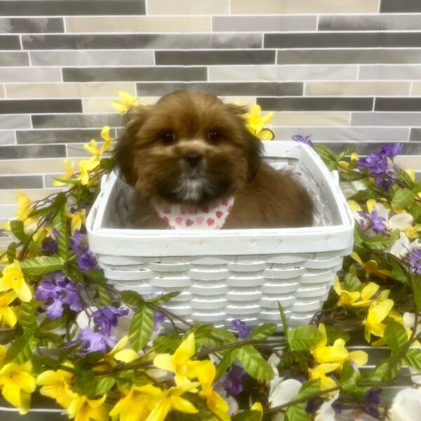 Lhasa Apso-DOG-Female-Red-7099-Petland Fort Walton Beach, FL