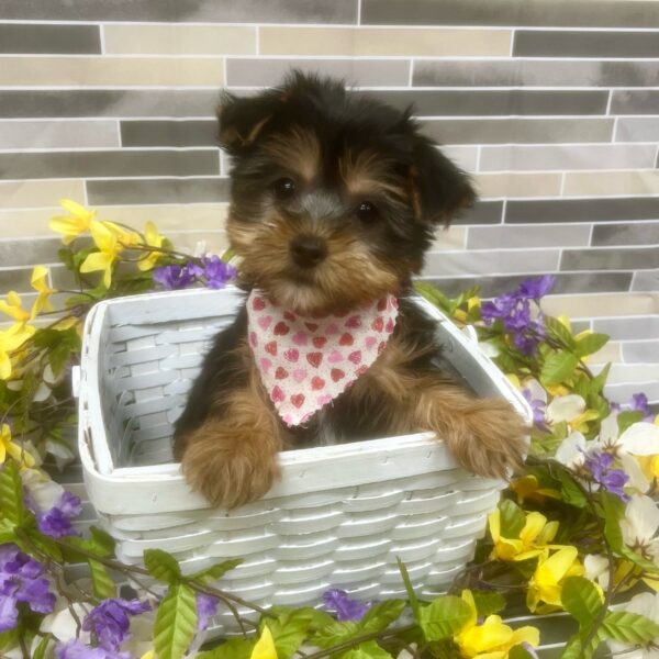 Yorkshire Terrier-DOG-Female-Black / Tan-7101-Petland Fort Walton Beach, FL