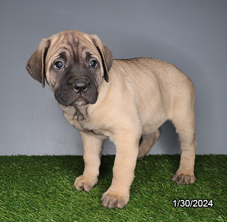 Cane Corso-DOG-Female-Black / Fawn-7102-Petland Fort Walton Beach, FL