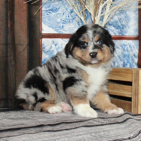 Australian Shepherd-DOG-Male-Blue Merle White / Tan-7104-Petland Fort Walton Beach, FL