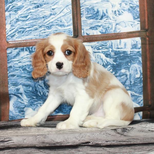 Cavalier King Charles Spaniel-DOG-Male-Blenheim / White-7106-Petland Fort Walton Beach, FL