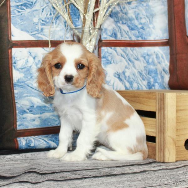 Cavalier King Charles Spaniel-DOG-Female-Blenheim / White-7107-Petland Fort Walton Beach, FL