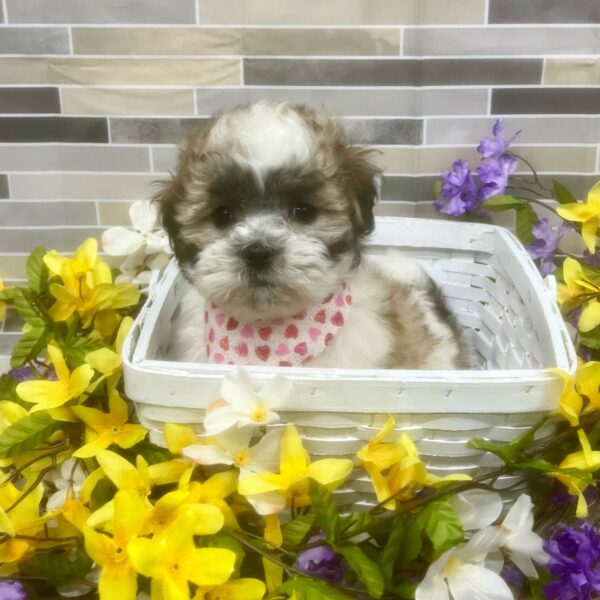 Teddy Bear-DOG-Female-Brown / White-7137-Petland Fort Walton Beach, FL