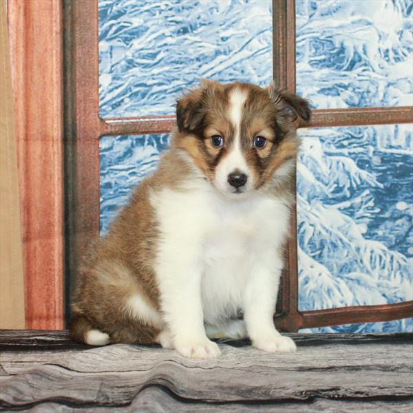 Shetland Sheepdog-DOG-Female-Sable / White-7144-Petland Fort Walton Beach, FL