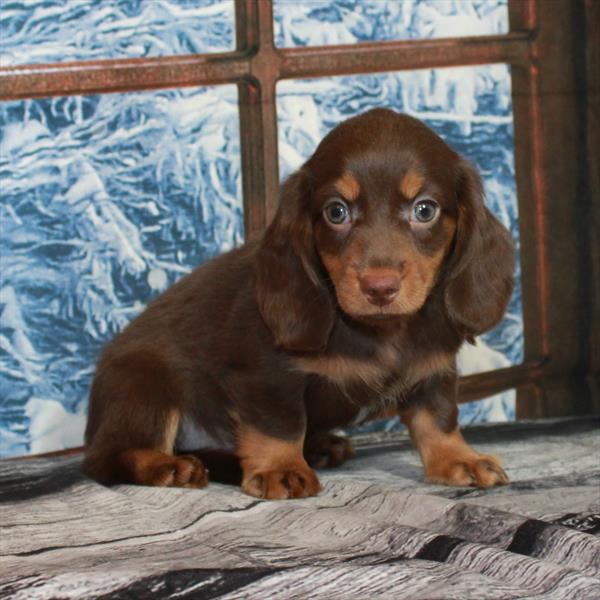 Dachshund DOG Female Chocolate / Tan 7145 Petland Fort Walton Beach, FL