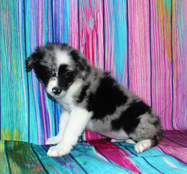 Border Collie-DOG-Male-Blue Merle-7171-Petland Fort Walton Beach, FL