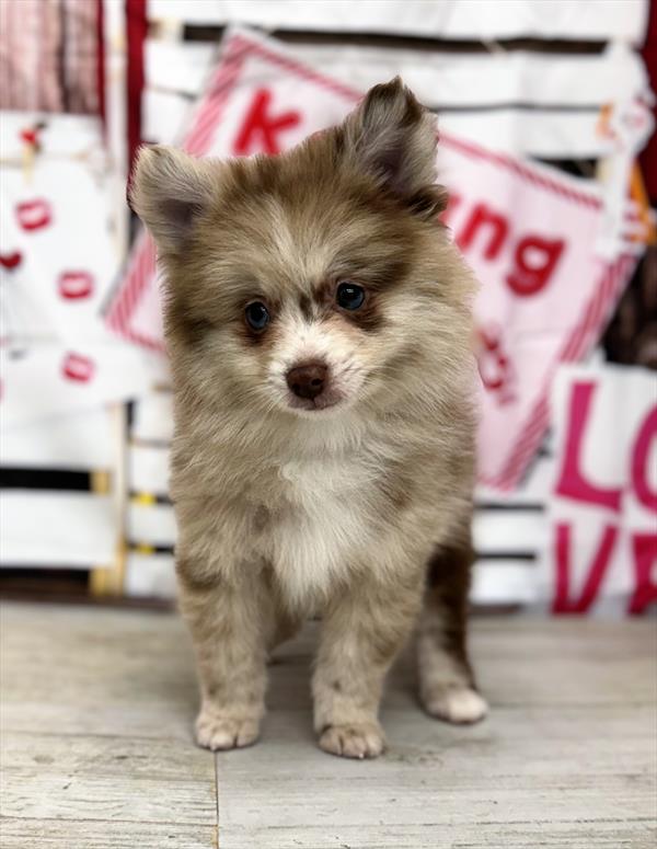 Pomeranian-DOG-Male-Chocolate Merle-7172-Petland Fort Walton Beach, FL