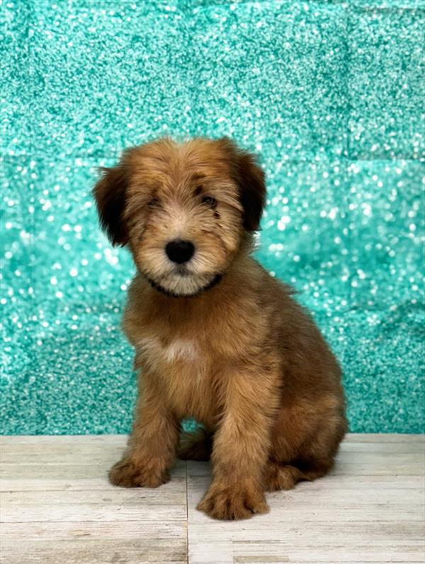 Soft Coated Wheaten Terrier-DOG-Male-Wheaten-7173-Petland Fort Walton Beach, FL