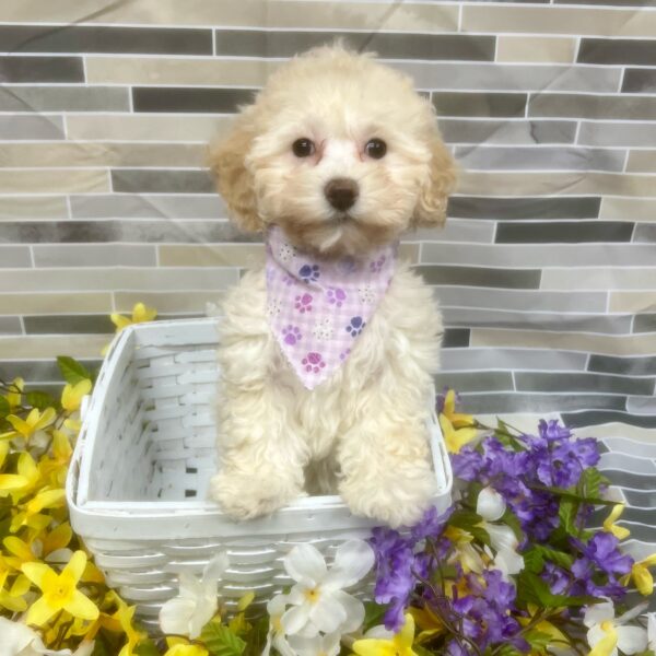 Poodle DOG Female Apricot 7170 Petland Fort Walton Beach, FL