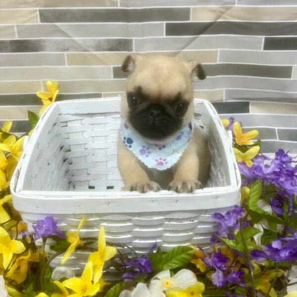 Pug-DOG-Male-Fawn-7174-Petland Fort Walton Beach, FL