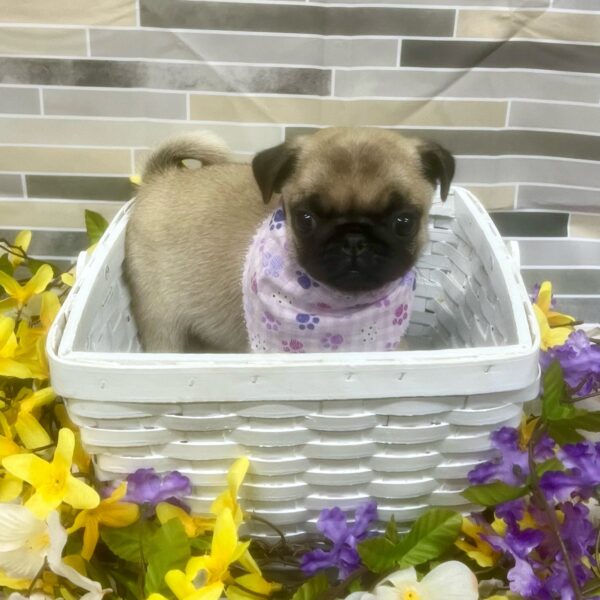 Pug-DOG-Female-Fawn-7175-Petland Fort Walton Beach, FL