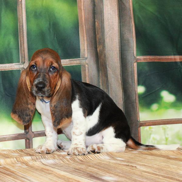 Basset Hound DOG Female Black White / Tan 7195 Petland Fort Walton Beach, FL