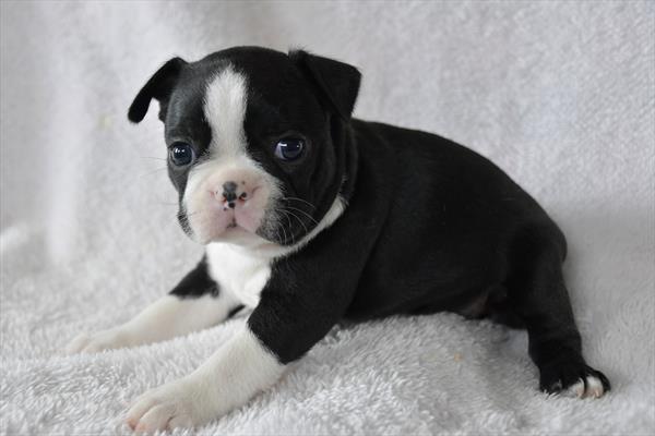 Boston Terrier DOG Female Black / White 7221 Petland Fort Walton Beach, FL