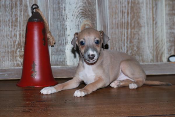 Italian Greyhound-DOG-Male-Blue Fawn-7002-Petland Fort Walton Beach, FL