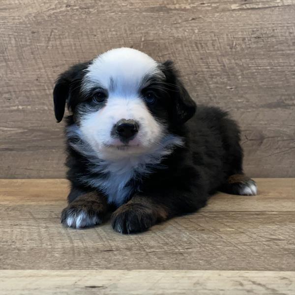 Australian Shepherd-DOG-Female-Tri-Colored-7055-Petland Fort Walton Beach, FL