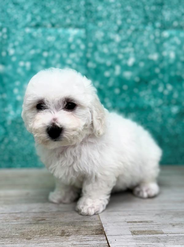 Bichon Frise-DOG-Female-White-7063-Petland Fort Walton Beach, FL