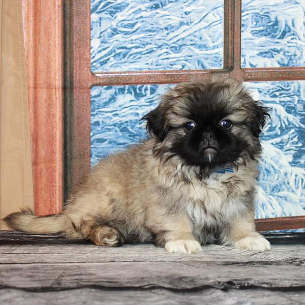 Pekingese-DOG-Male-Sable / White-7077-Petland Fort Walton Beach, FL