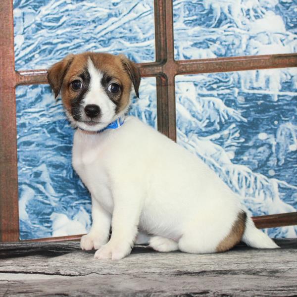 Jack Russell Terrier-DOG-Male-White / Red-7080-Petland Fort Walton Beach, FL