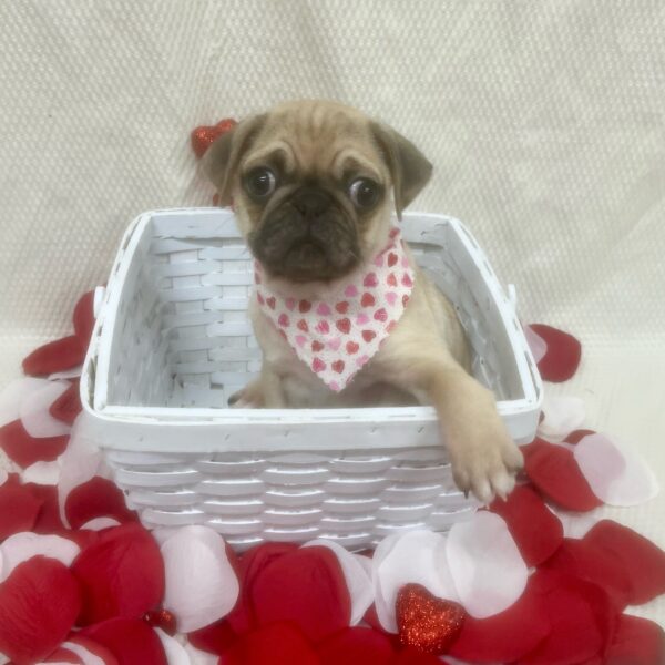 Pug-DOG-Female-Fawn-7051-Petland Fort Walton Beach, FL