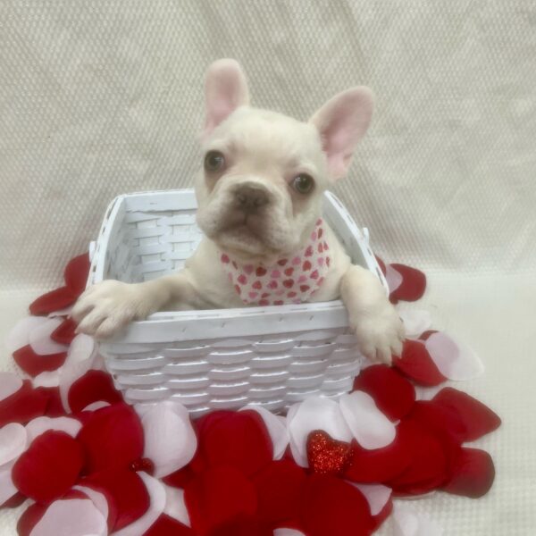 French Bulldog-DOG-Male-Cream-7067-Petland Fort Walton Beach, FL